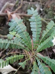 Biophytum dendroides