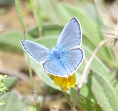 Polyommatus celina