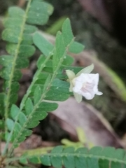 Biophytum dendroides