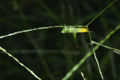 Conocephalus longipennis