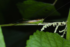 Conocephalus longipennis