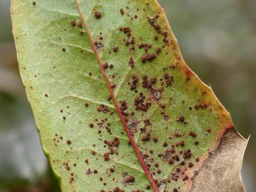 mahonia rust