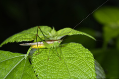 Conocephalus longipennis