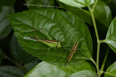 Conocephalus longipennis