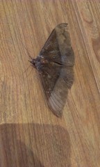 Ischyja