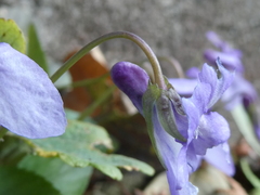 Viola × bavarica