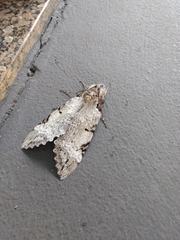Pseudosphinx tetrio