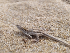 Liolaemus wiegmannii