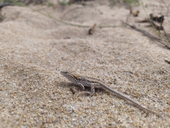 Liolaemus wiegmannii