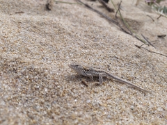 Liolaemus wiegmannii