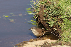 Cinclodes olrogi