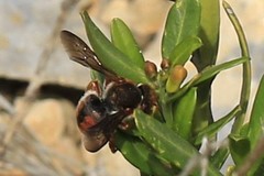 Rhodanthidium