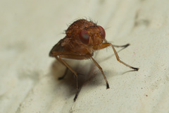 Suillia quinquepunctata