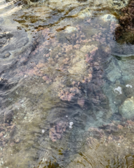 Ellisolandia elongata