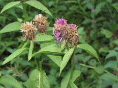 Centaurea phrygia carpatica