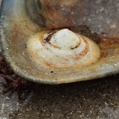 Calyptraea chinensis