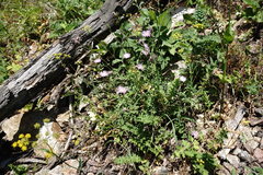 Psephellus salviifolius