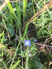 Nemophila pulchella