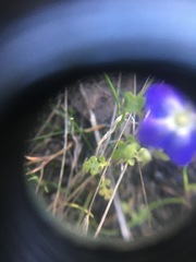Nemophila pulchella