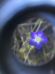 Nemophila pulchella