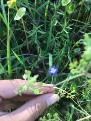 Nemophila pulchella