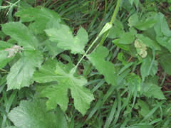 Heracleum sphondylium sphondylium