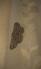 Hypomecis transcissa