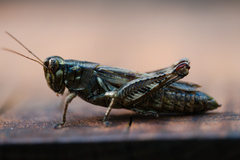 Melanoplus macclungi