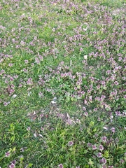 Lamium purpureum