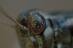 Melanoplus macclungi