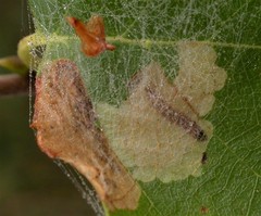 Atemelia torquatella