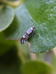 Lithariapteryx jubarella