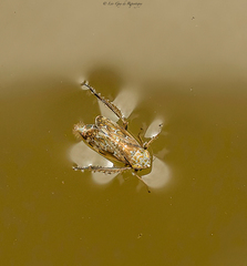 Errastunus ocellaris