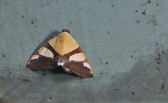 Eulepidotis julianata