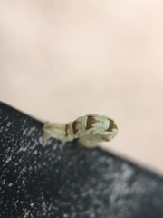 Eupithecia