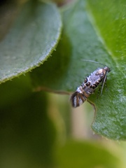 Lithariapteryx jubarella