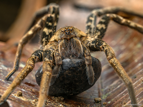 Bogota Giant Fishing Spider