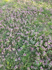 Lamium purpureum
