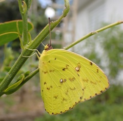 Phoebis sennae sennae