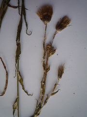 Tragopogon ucrainicus