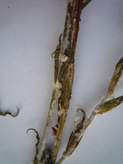 Tragopogon ucrainicus