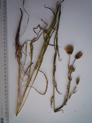 Tragopogon ucrainicus