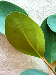 Pterocelastrus tricuspidatus