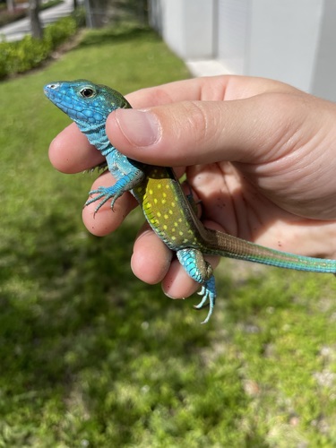 Gaige’s Rainbow lizard, Cnemidophorus gaigei