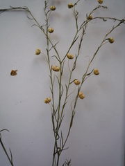 Linum perenne