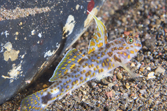 Fusigobius inframaculatus