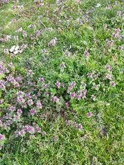 Lamium purpureum