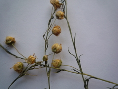 Linum perenne