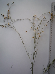 Linum perenne