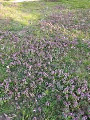 Lamium purpureum